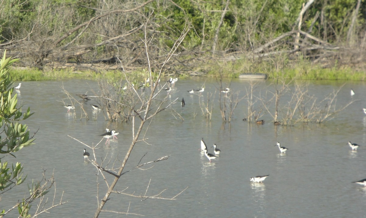 Black-necked Stilt - ML611695538