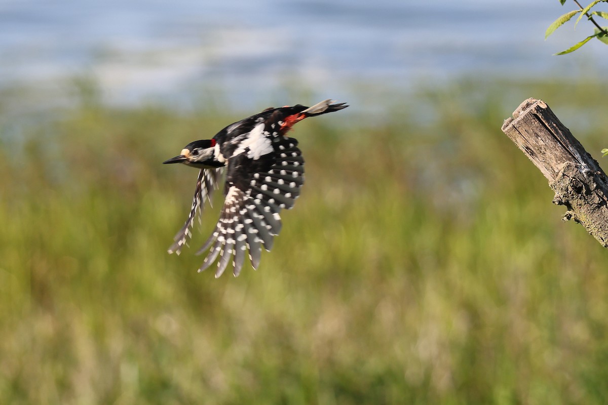 Great Spotted Woodpecker - ML611695567