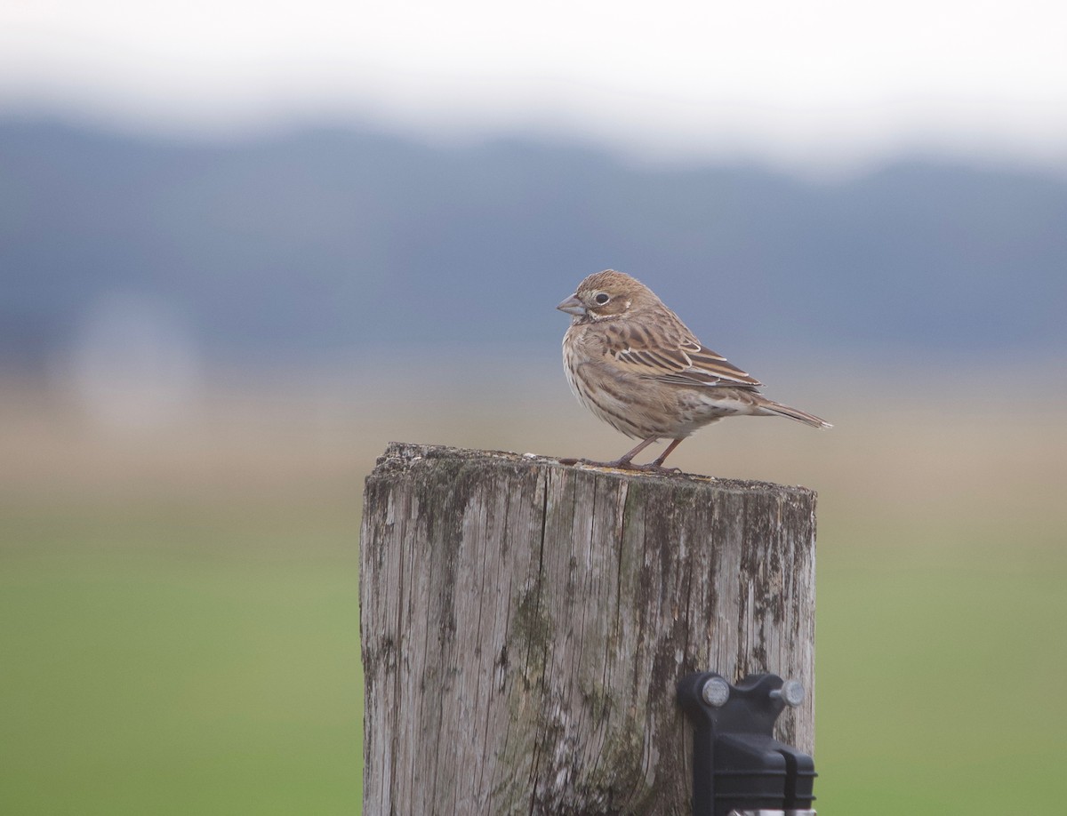 Lark Bunting - ML611695620