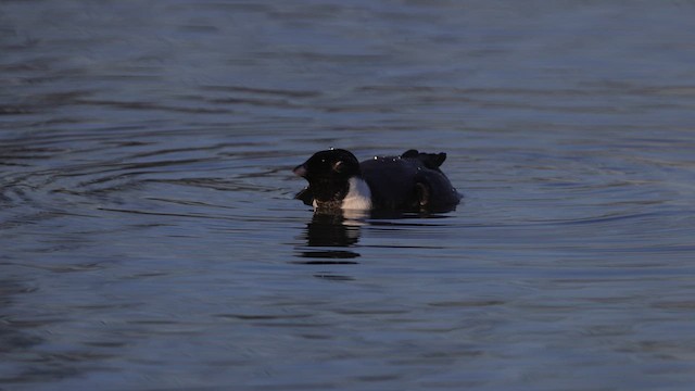 Guillemot à cou blanc - ML611695640