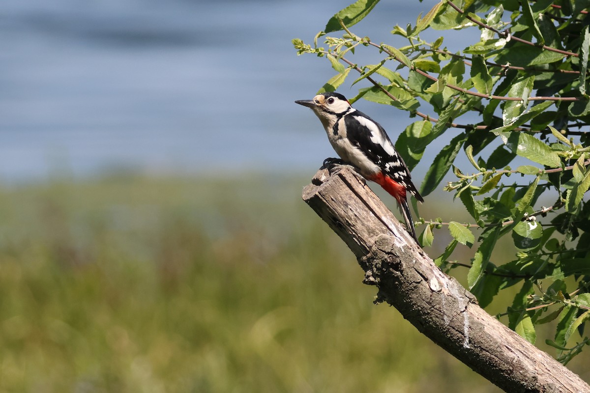 Great Spotted Woodpecker - ML611695642