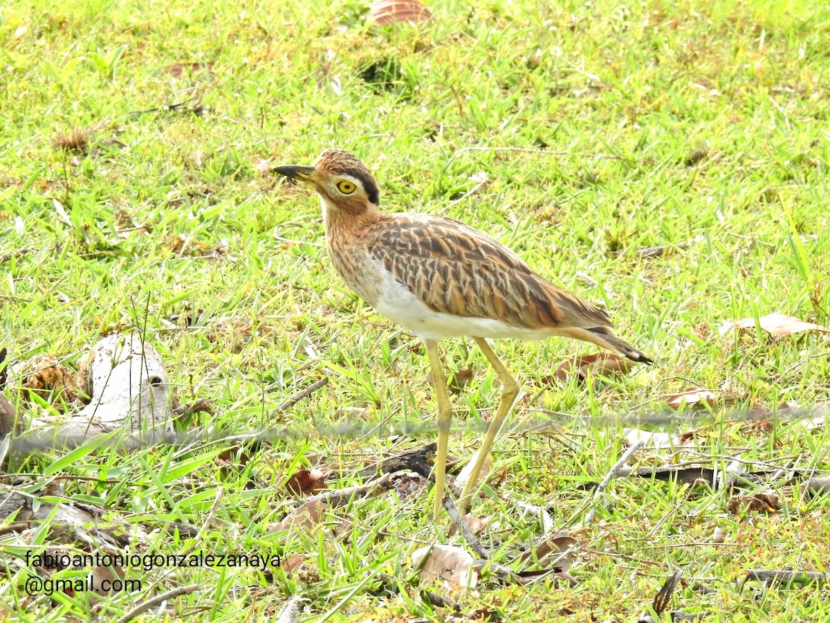 Double-striped Thick-knee - ML611695656