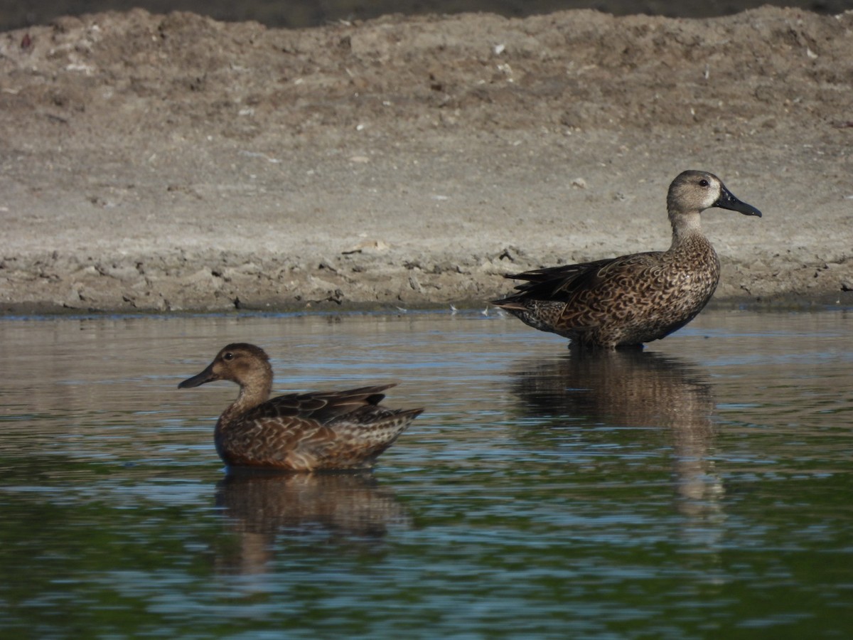 Blue-winged Teal - Eduardo Acevedo