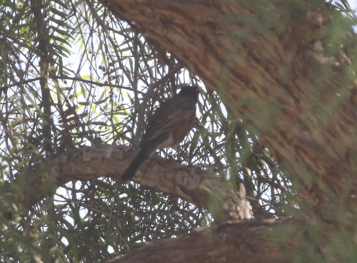 American Robin - ML611695684