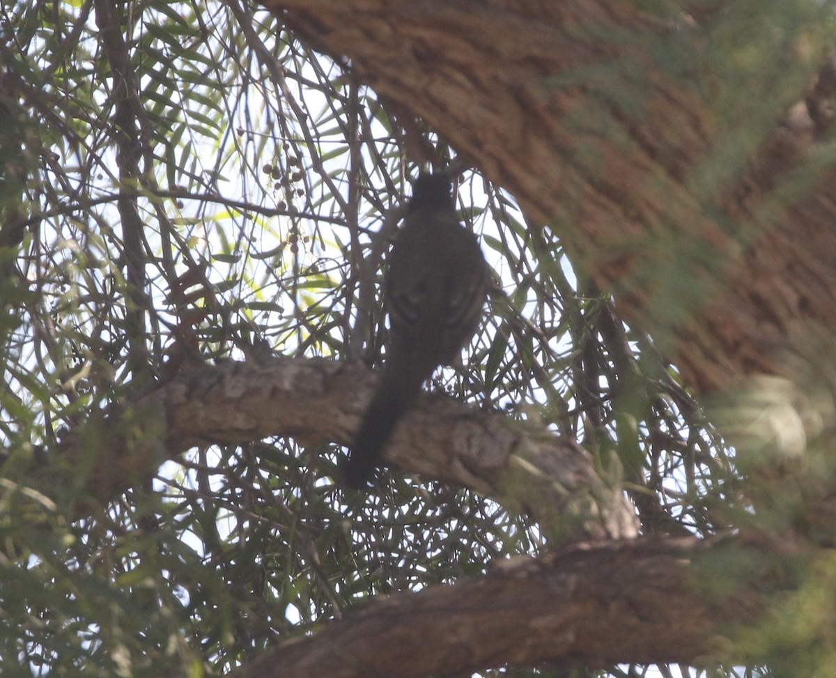 American Robin - ML611695685