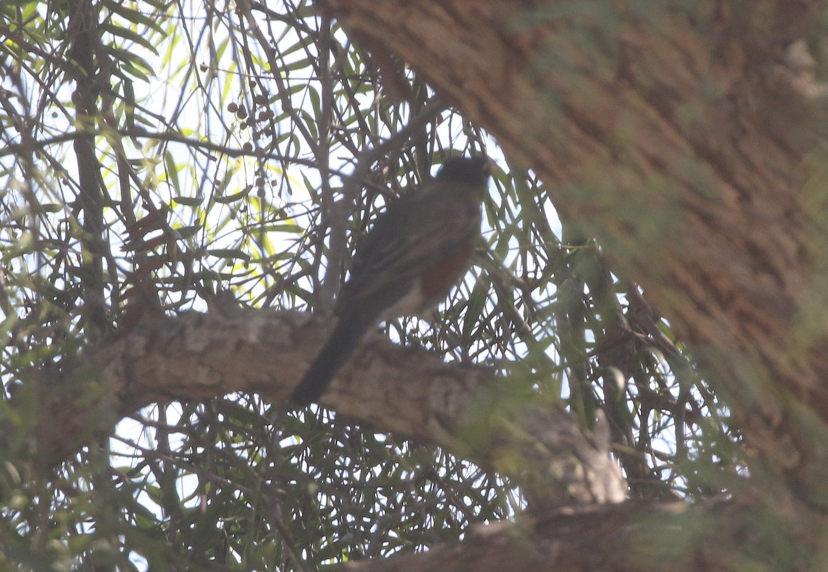 American Robin - ML611695686