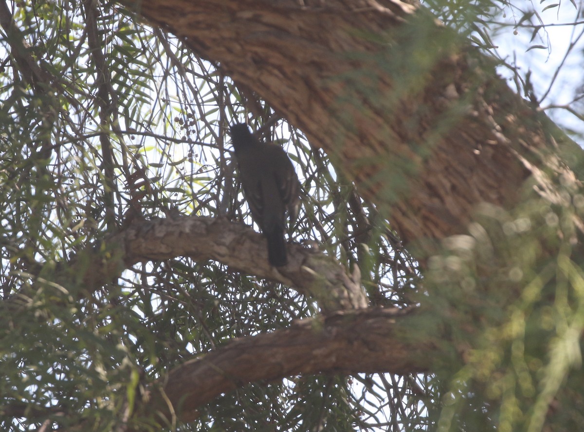 American Robin - ML611695687