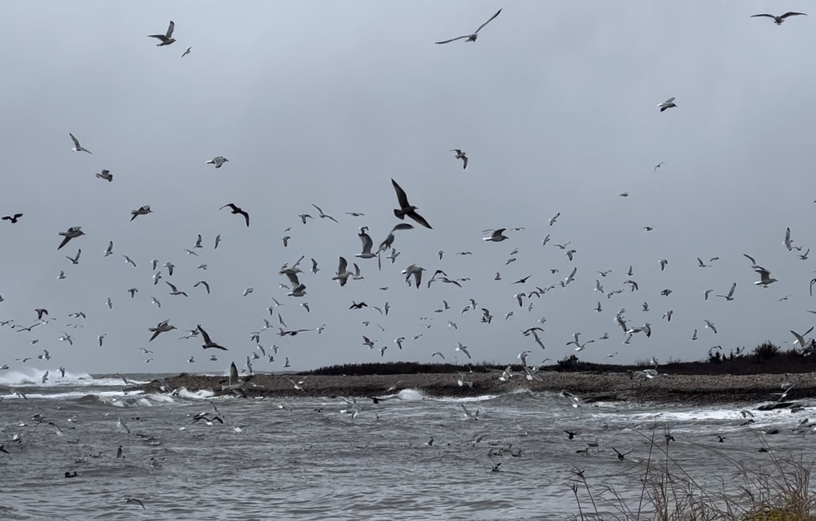 Ring-billed Gull - ML611695689