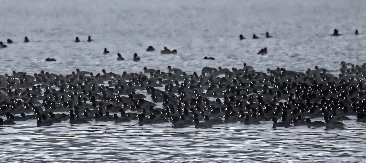 American Coot - ML611695697