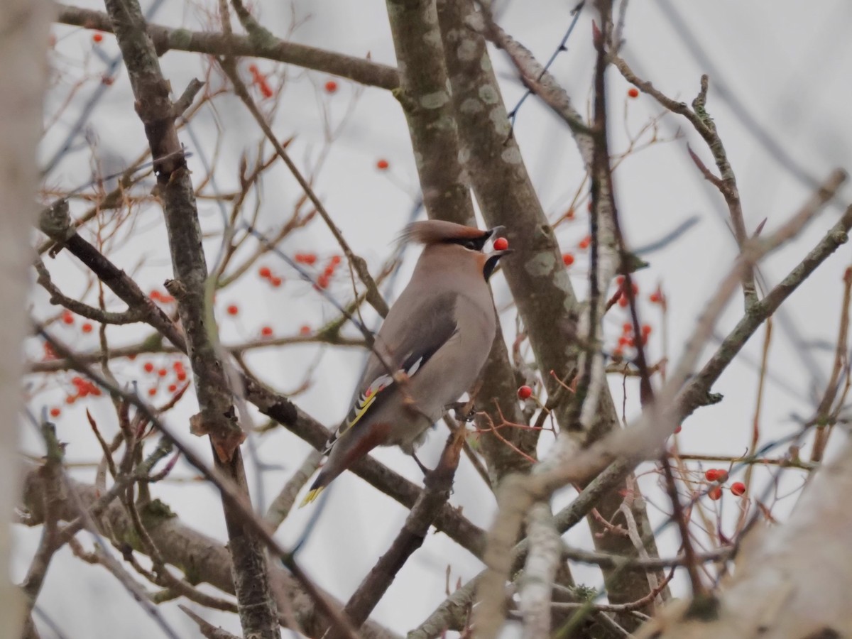 Bohemian Waxwing - ML611695698