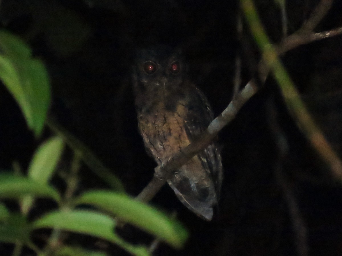 Tawny-bellied Screech-Owl - Hugo Foxonet