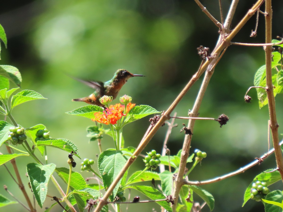 Tufted Coquette - Hugo Foxonet