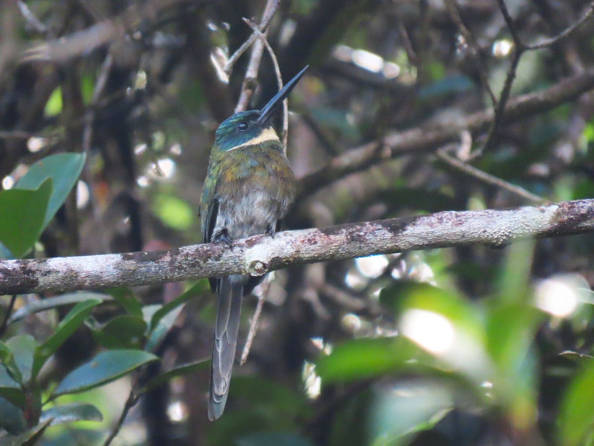 Bronzy Jacamar - Hugo Foxonet