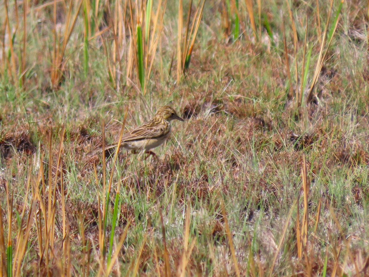 Yellowish Pipit - Hugo Foxonet