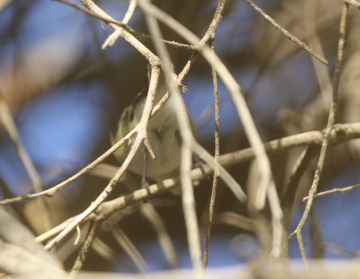 Plumbeous Vireo - logan kahle