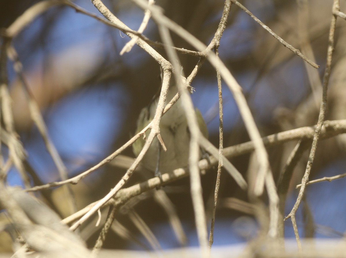 Plumbeous Vireo - logan kahle