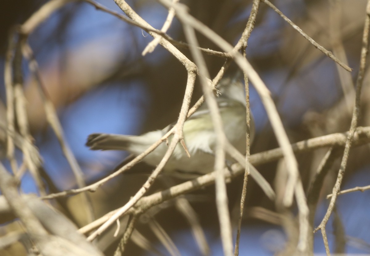 Plumbeous Vireo - logan kahle