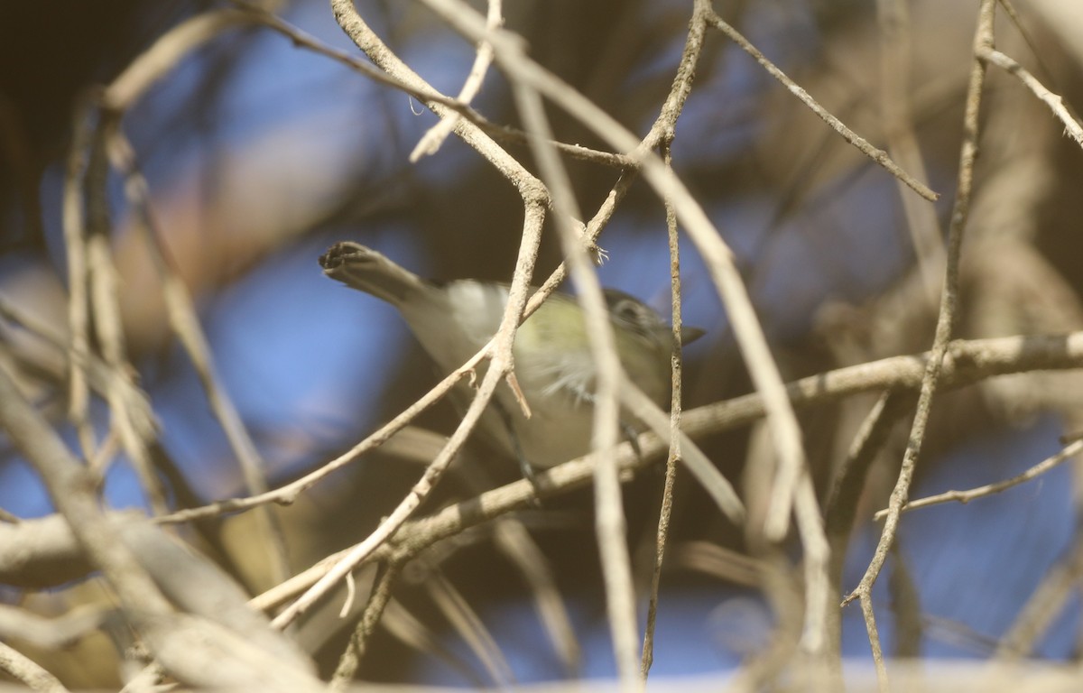 Plumbeous Vireo - logan kahle