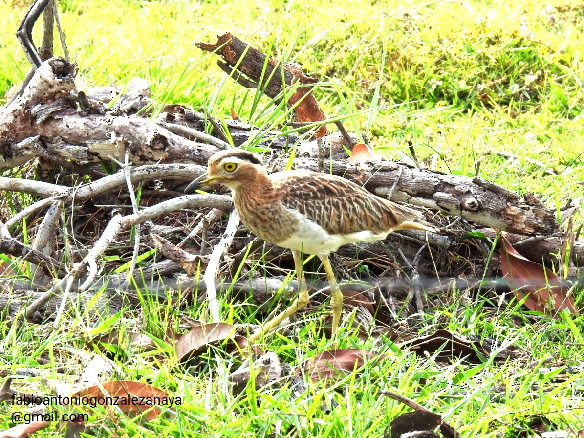 Double-striped Thick-knee - ML611695768