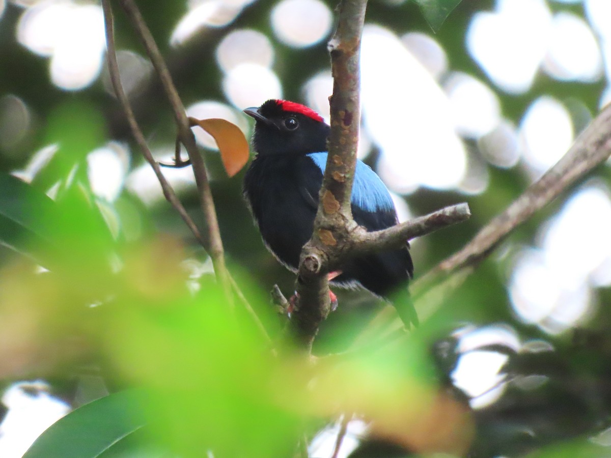 Blue-backed Manakin - Hugo Foxonet