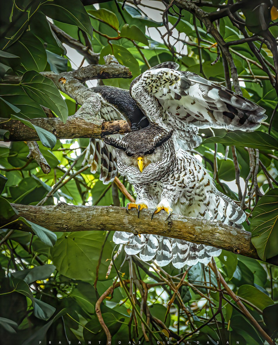 Spot-bellied Eagle-Owl - prasanthdas ds