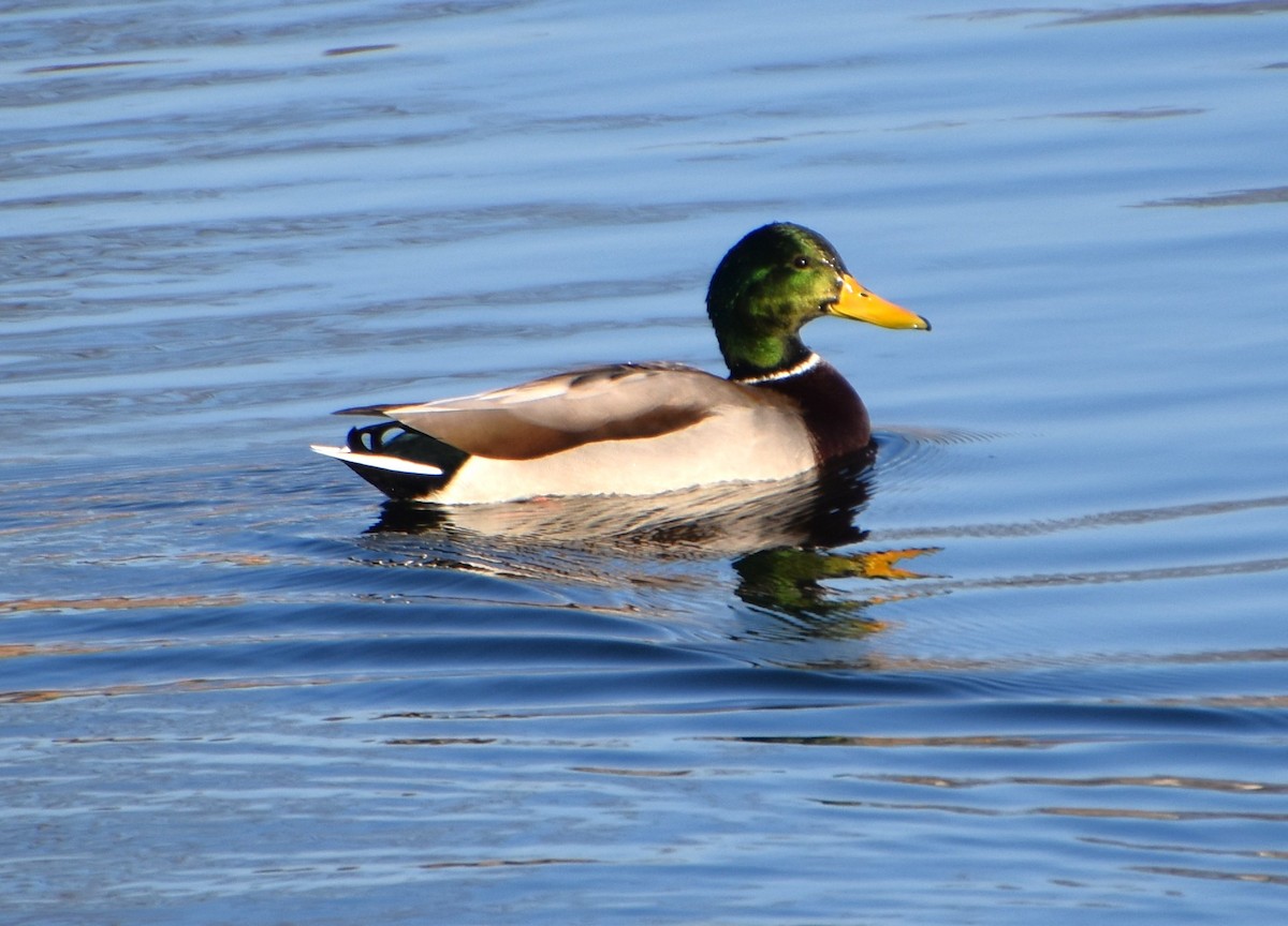 Canard colvert - ML611695874