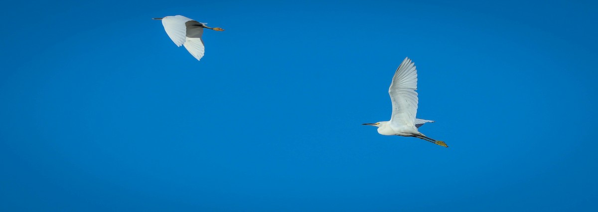 Snowy Egret - ML611695910