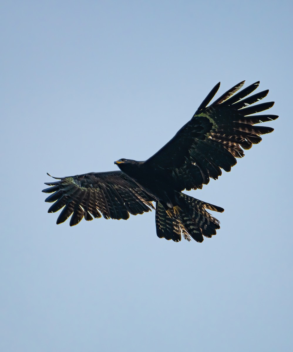 Black Eagle - prasanthdas ds
