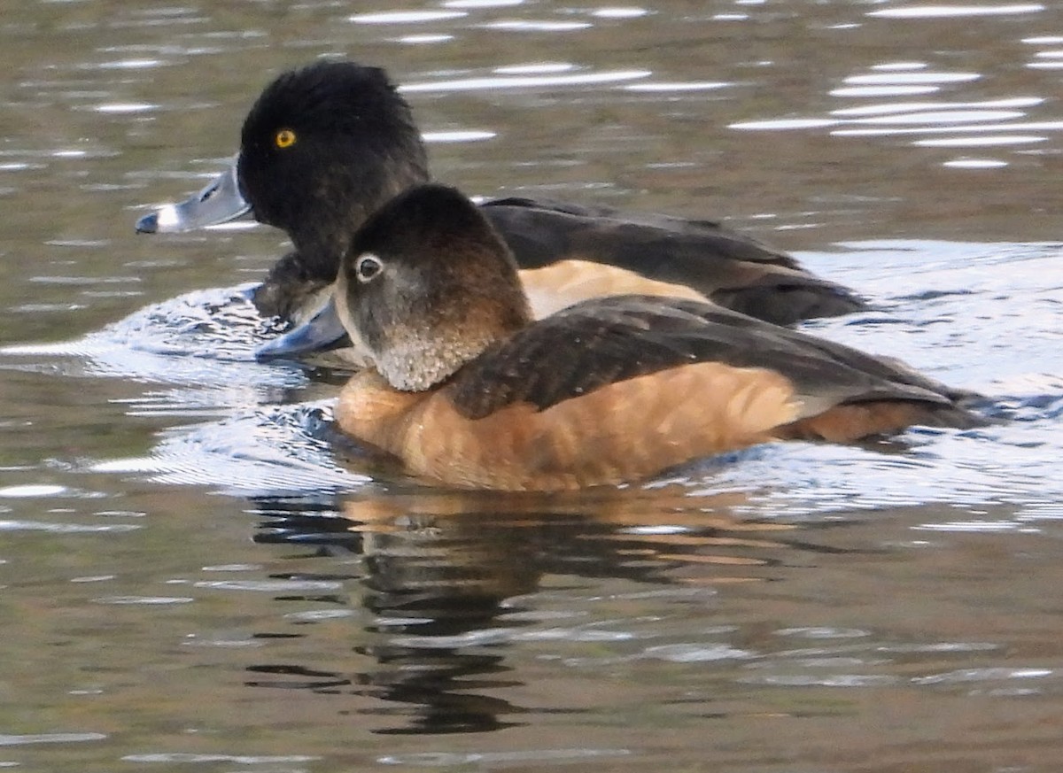 Ring-necked Duck - Eric R