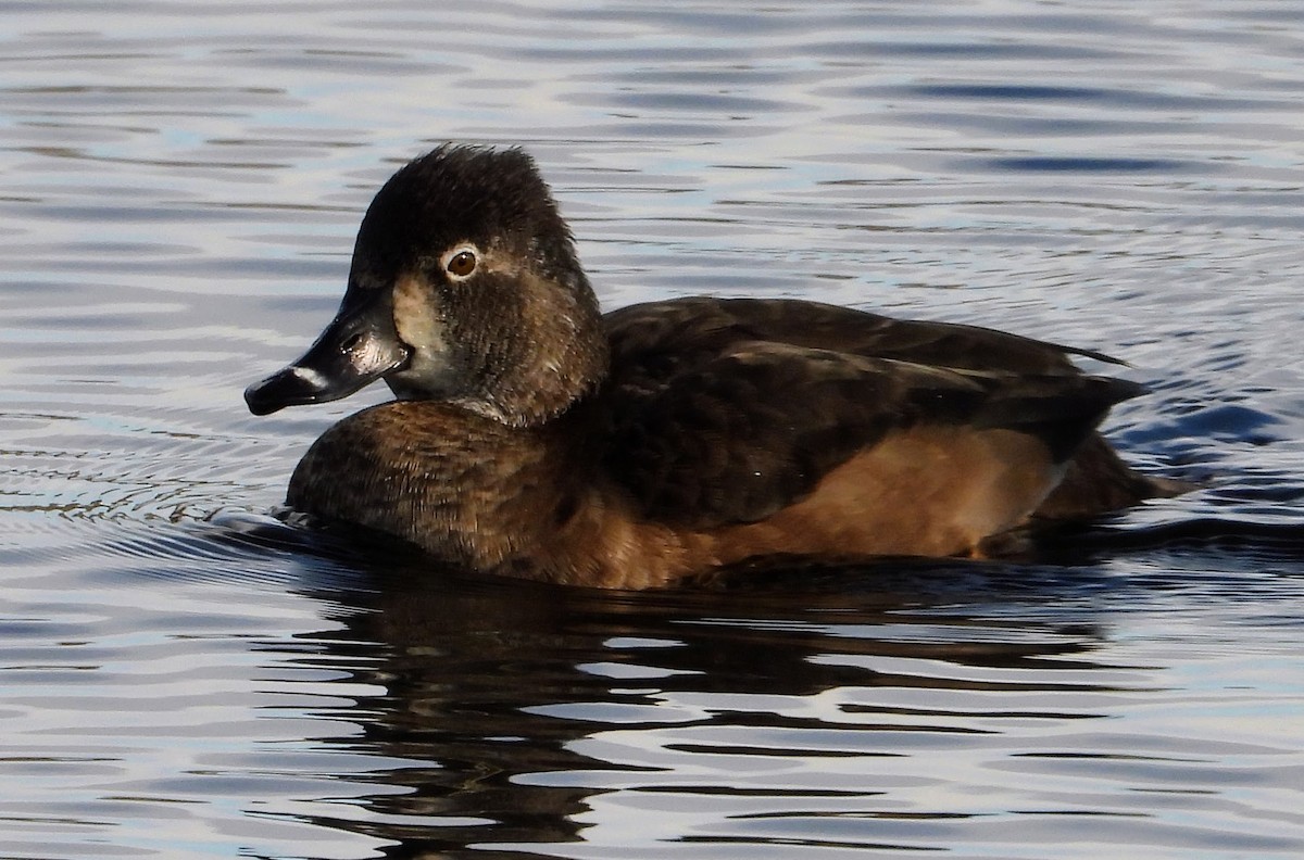 Ring-necked Duck - ML611695920