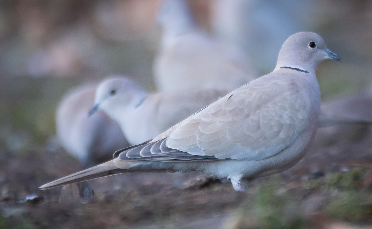 Eurasian Collared-Dove - Dottie Herring
