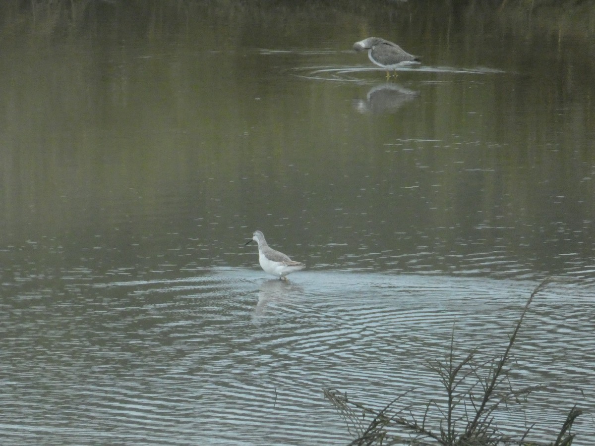 Wilson's Phalarope - ML611695968