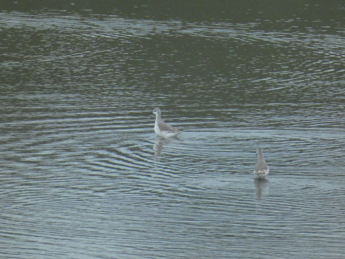 Wilson's Phalarope - ML611695969