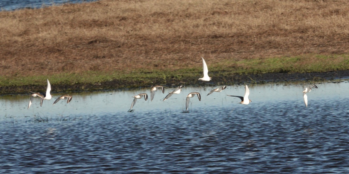 Killdeer - ML611695994