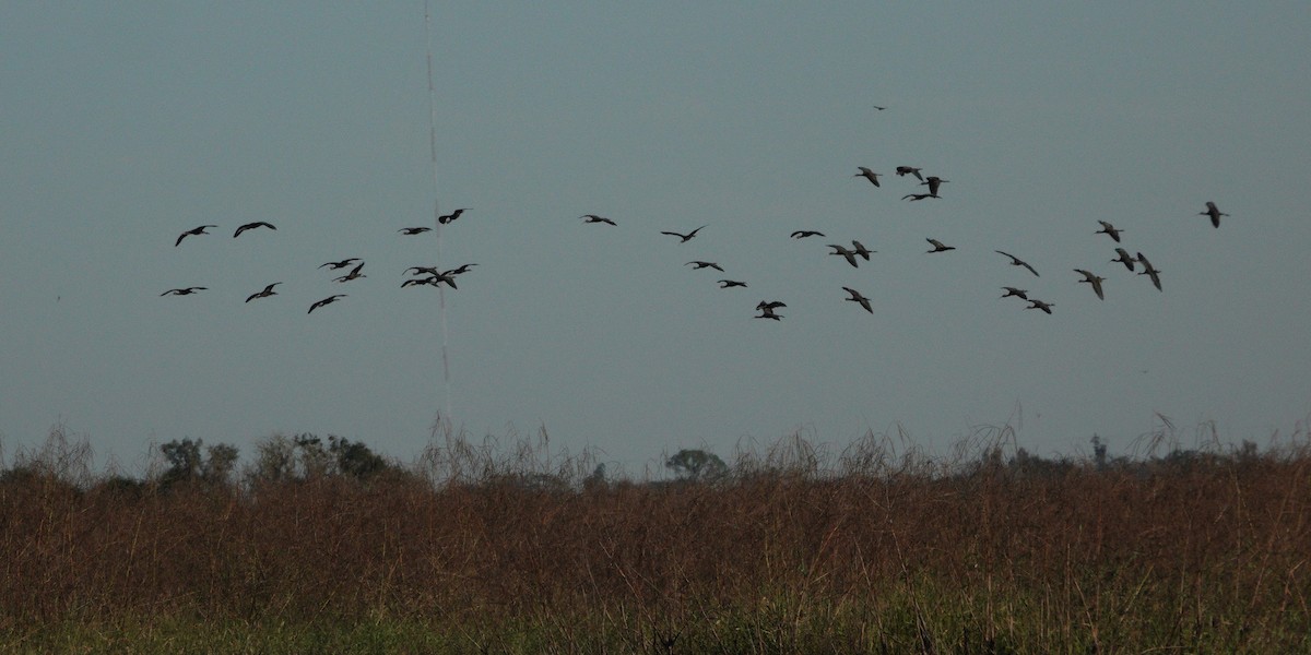 Glossy Ibis - ML611696067