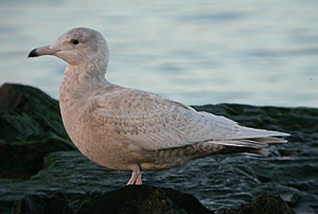 Glaucous Gull - ML611696261