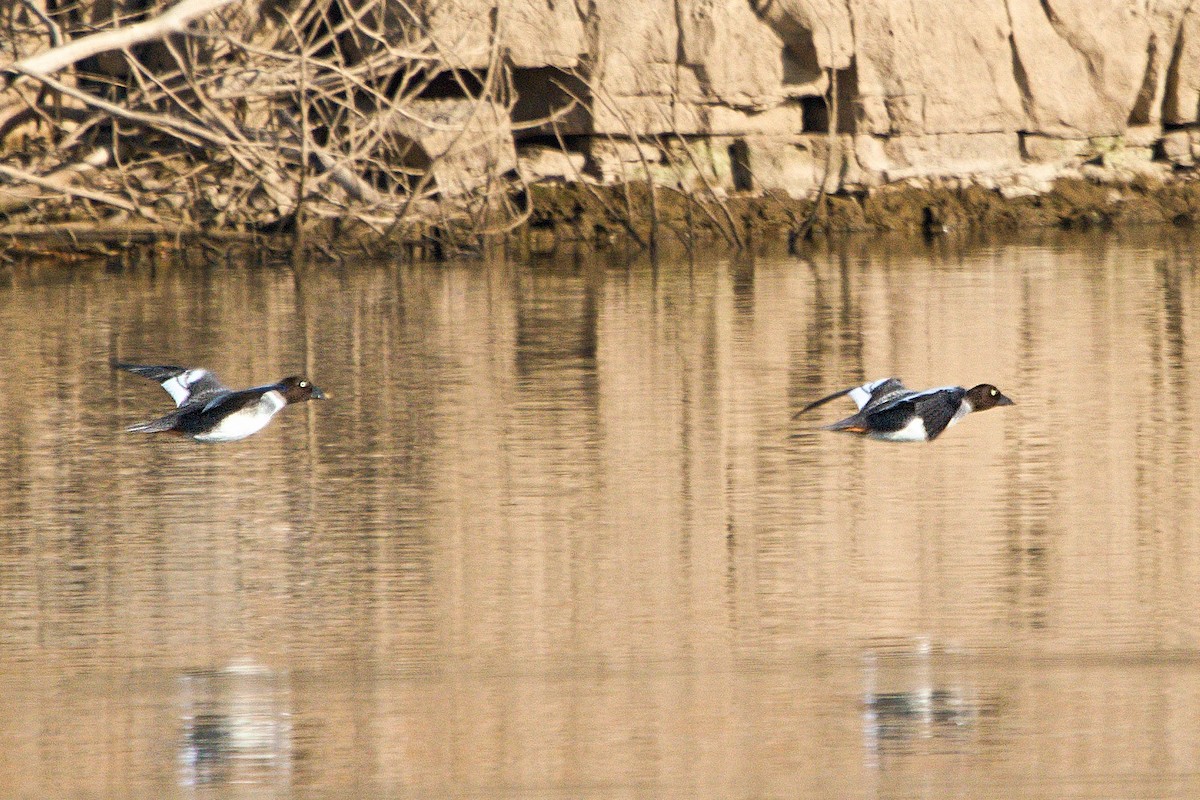 Common Goldeneye - ML611696281