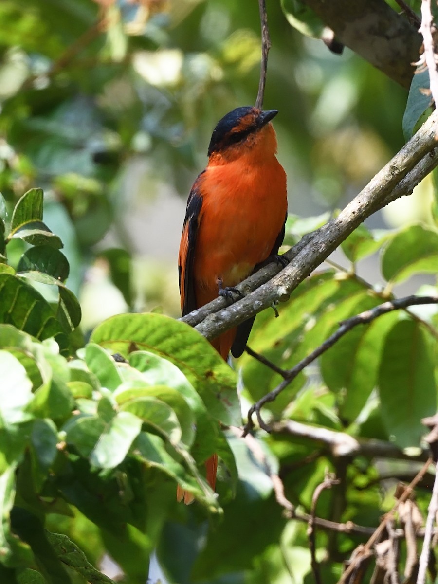 Minivet de la Sonda - ML611696317