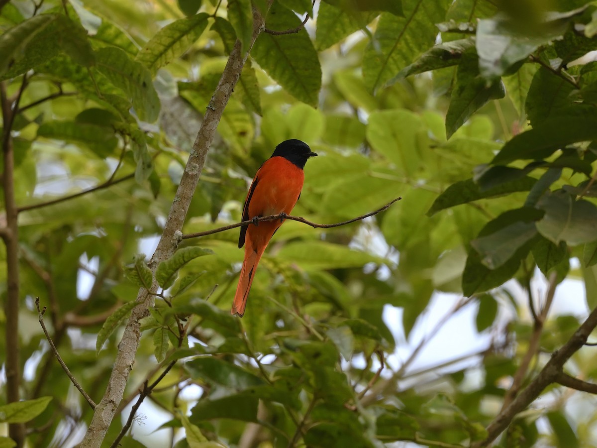 Minivet de la Sonda - ML611696318