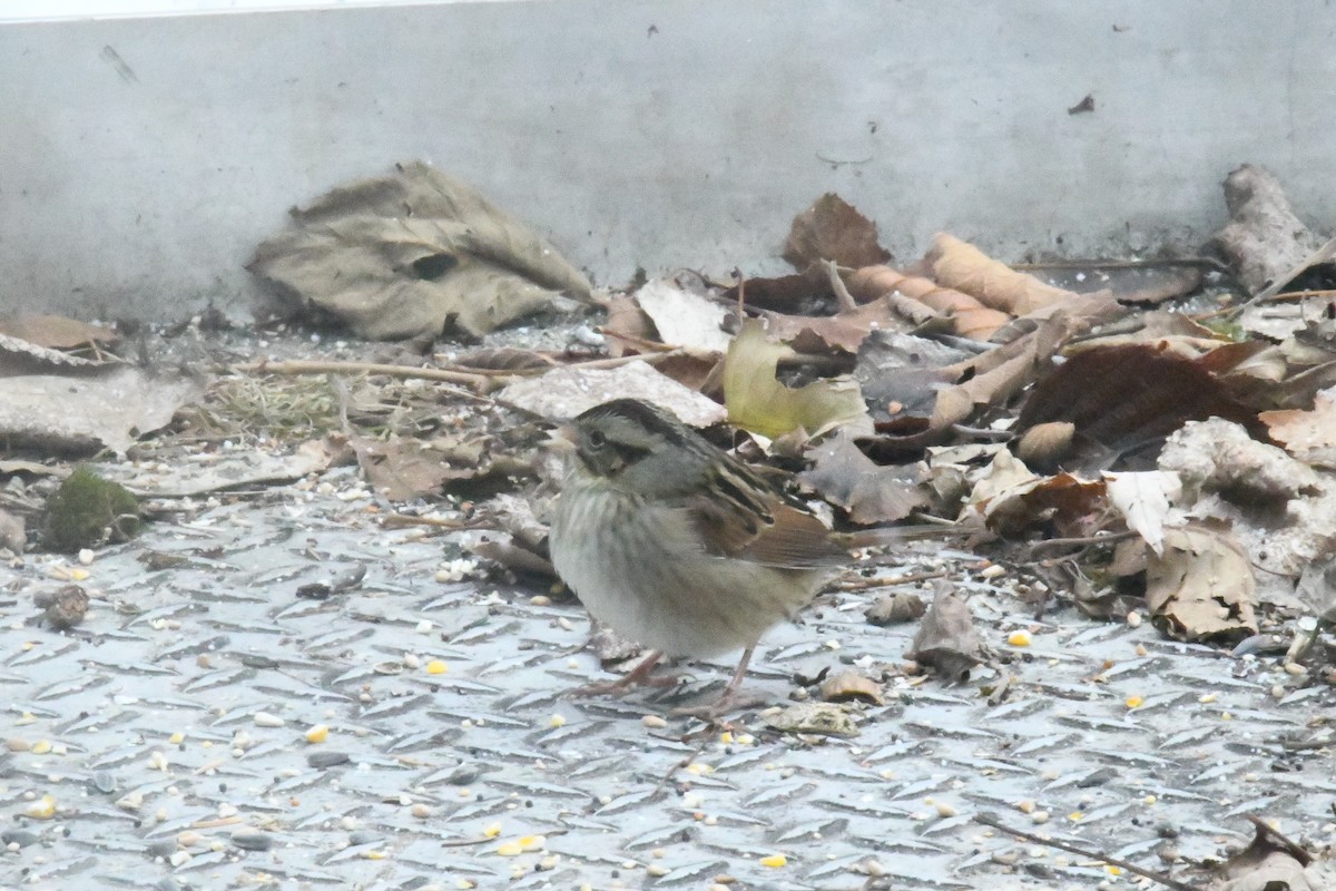 Swamp Sparrow - ML611696352