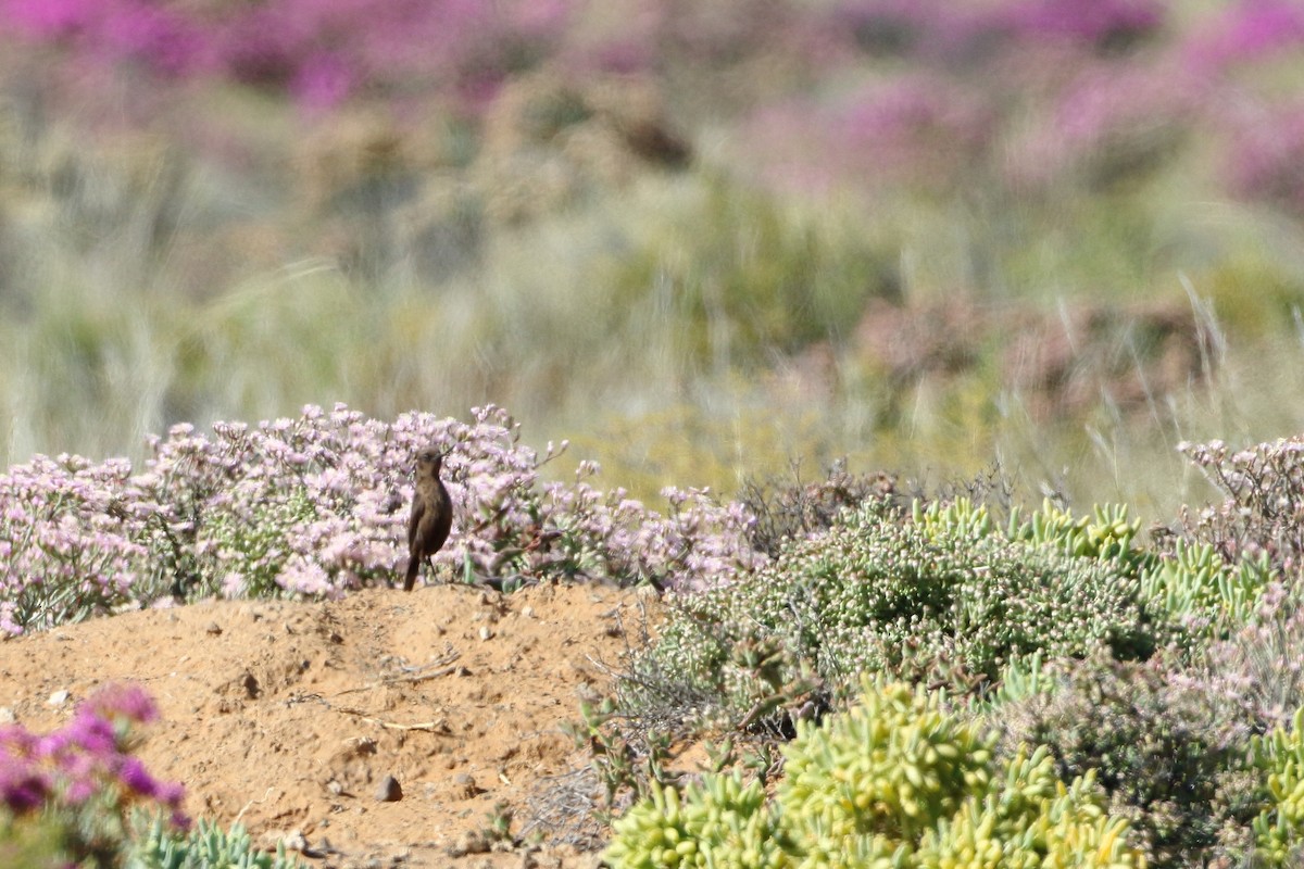 Southern Anteater-Chat - Ohad Sherer