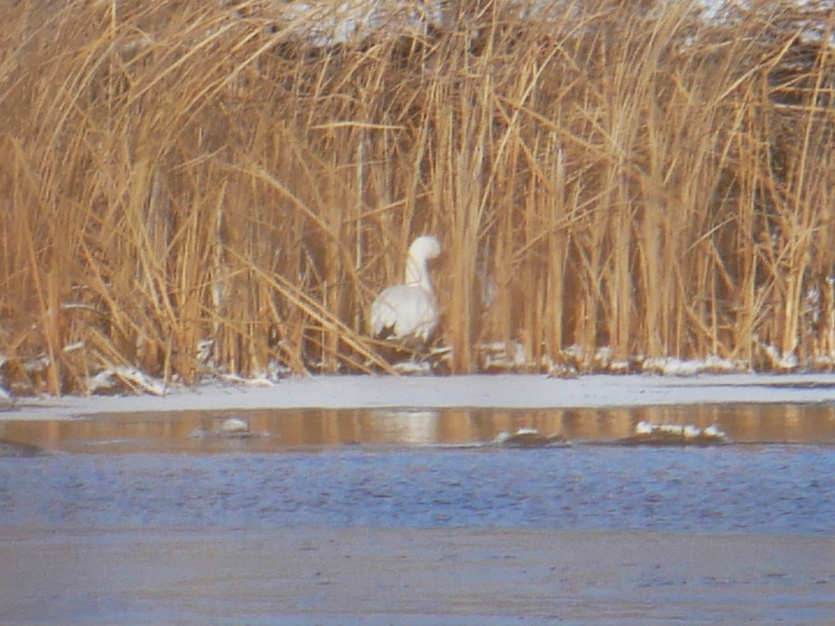 Oie des neiges - ML611696593