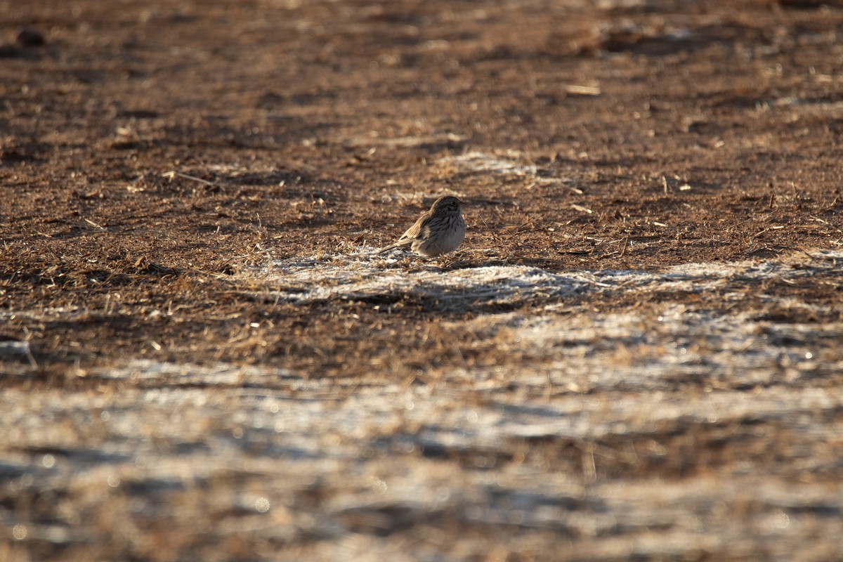 Vesper Sparrow - Nathan Ukens