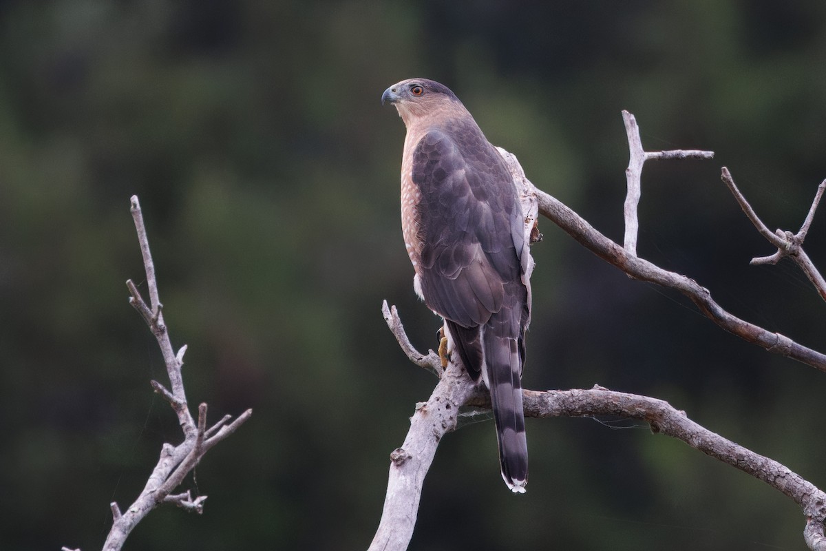 Cooper's Hawk - ML611696605