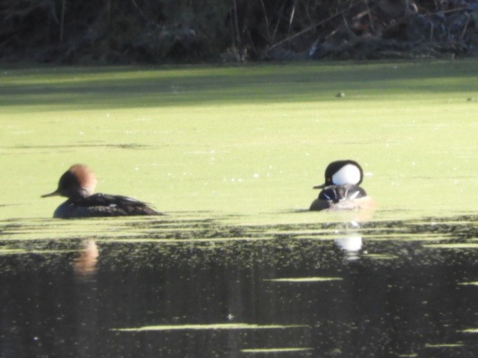 Hooded Merganser - ML611696611