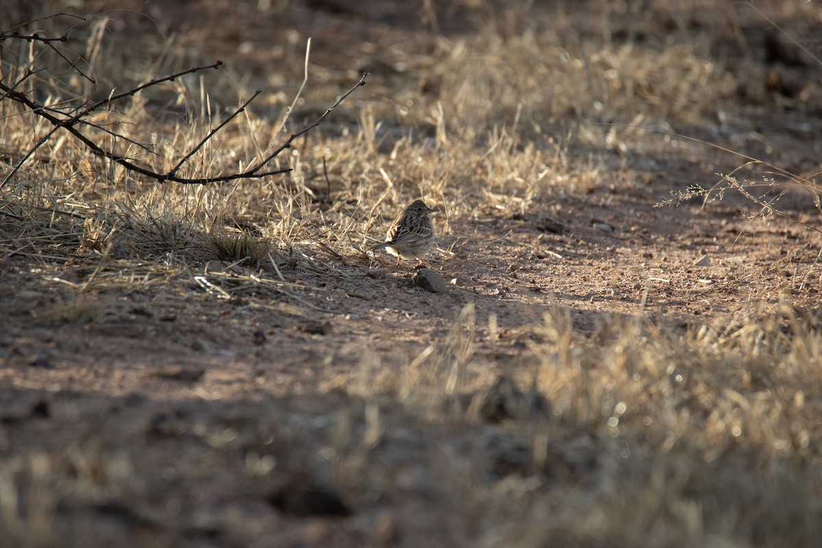 Vesper Sparrow - ML611696650