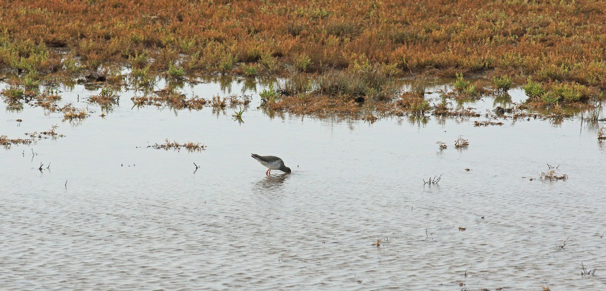 Common Redshank - ML611696659