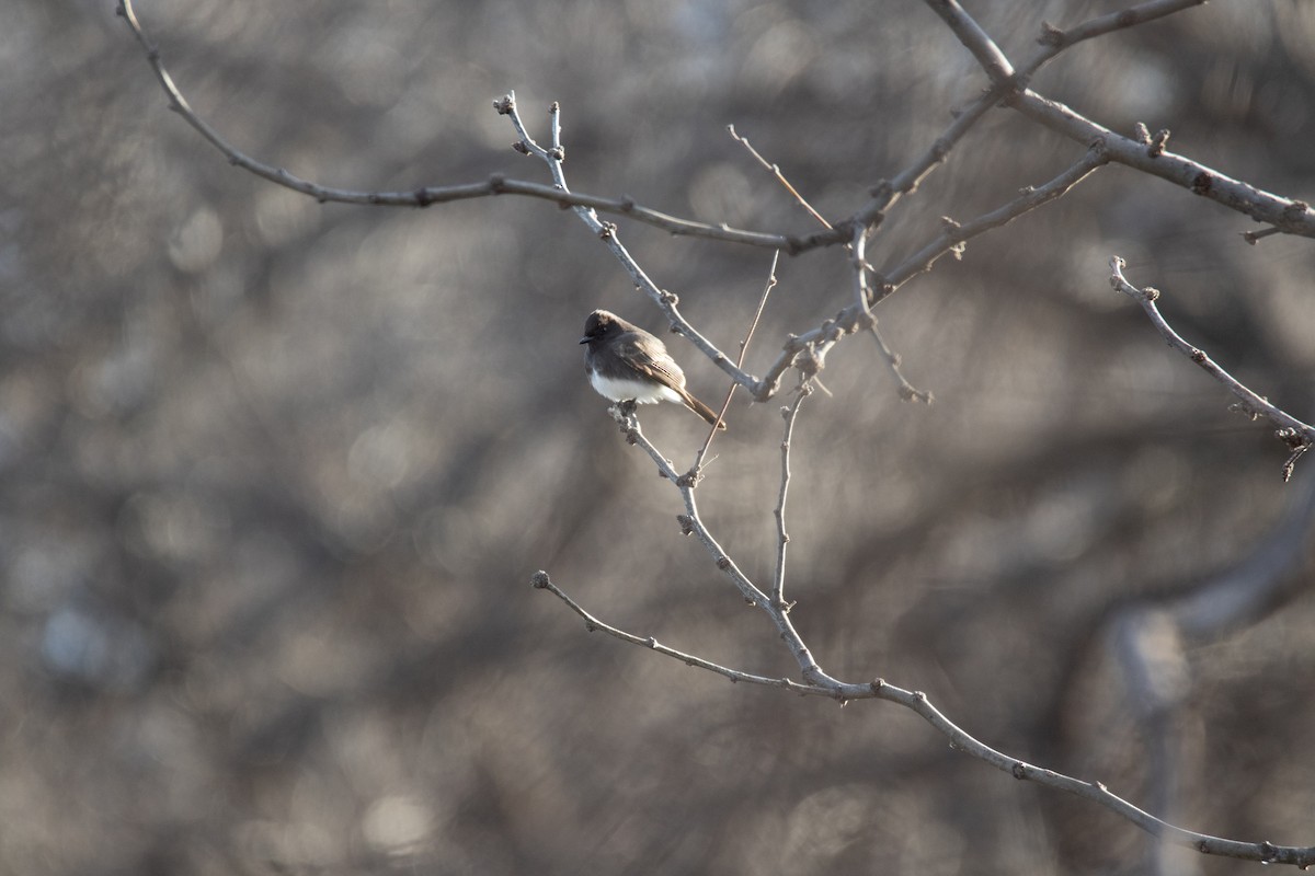 Black Phoebe - Nathan Ukens