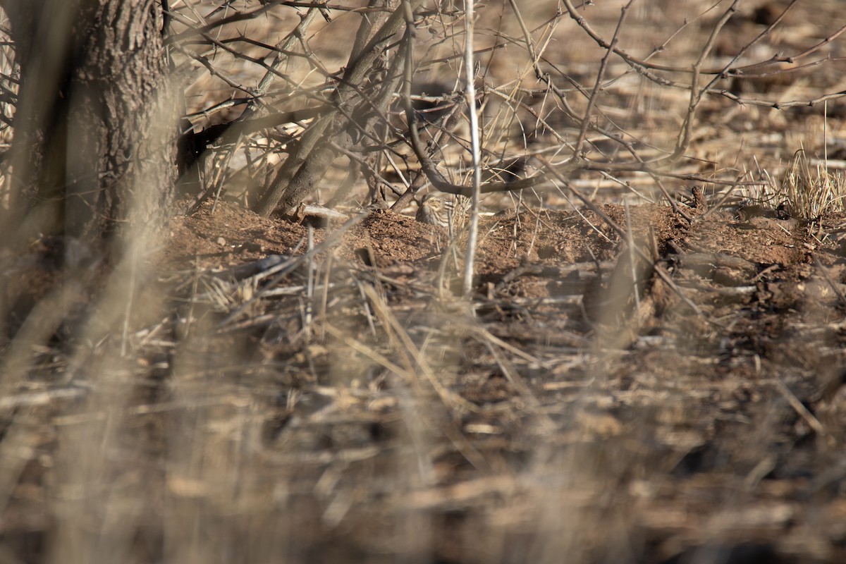 Savannah Sparrow - Nathan Ukens