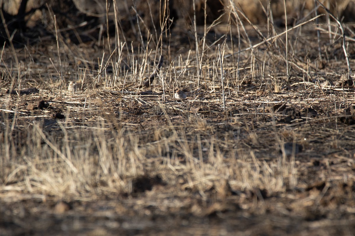 Chipping Sparrow - Nathan Ukens